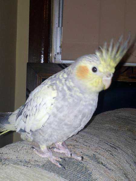 Lost - Cockatiel - Elfie