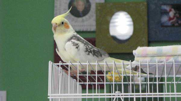 Lost - Cockatiel - Rosy Cheeks