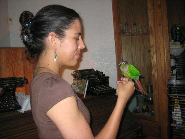 Lost - Conure - Baby