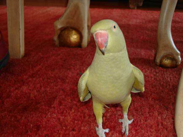 Lost - Indian Ringneck Parakeet - Princess