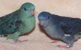 Lost - Lineolated Parakeet 