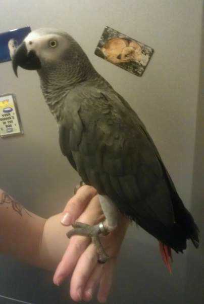 Lost - African Grey - Bryn