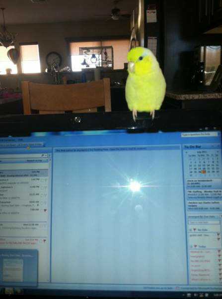 Lost - Parrotlet - Skittles