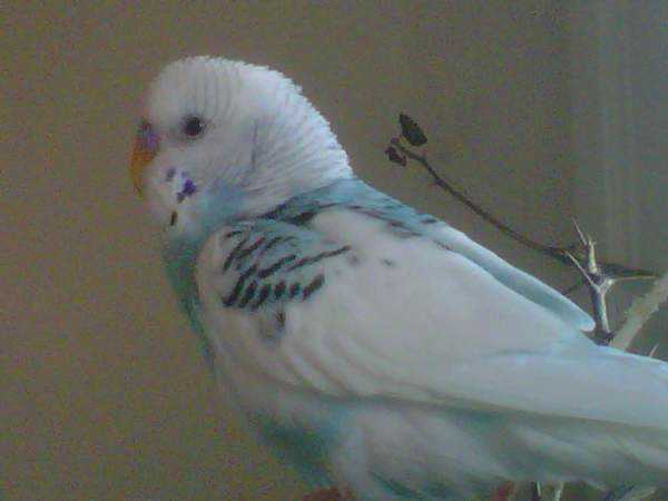 Lost - Parakeet - Paco