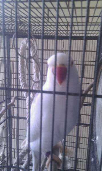 Lost - Indian Ringneck Parakeet - Bob And Lollie