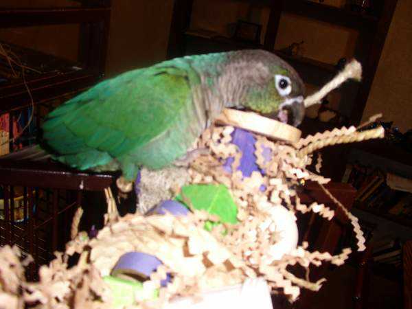Lost - Conure - Lafayette