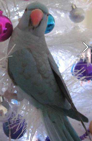 Lost - Indian Ringneck Parakeet - Pepito