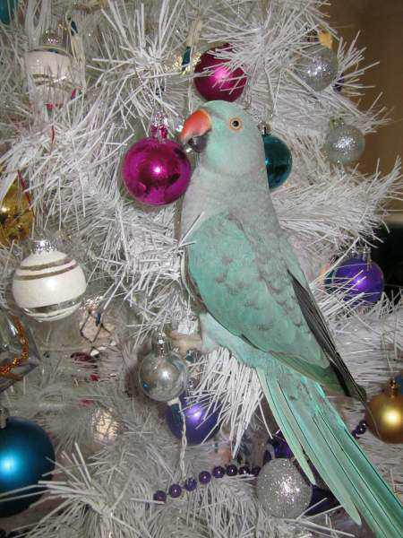 Lost - Indian Ringneck Parakeet - Pepito