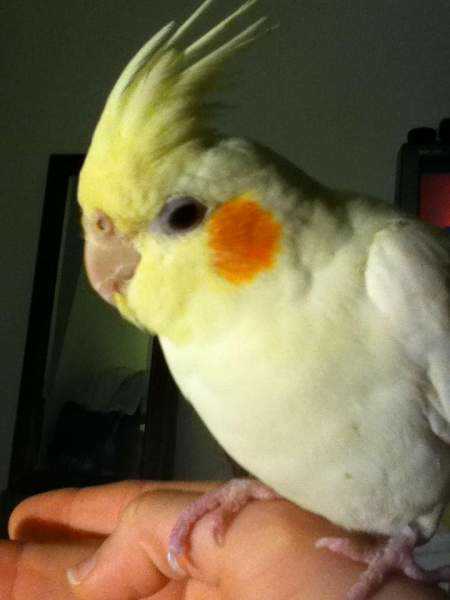 Lost - Cockatiel - ChiChi