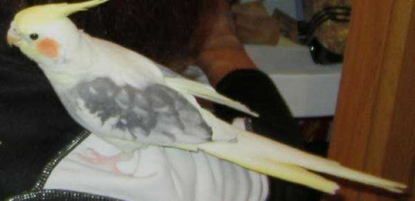 Lost - Cockatiel - Buddy