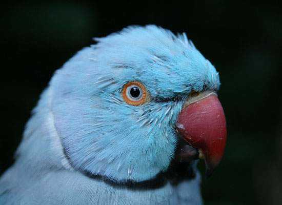 Lost - Indian Ringneck Parakeet - Dallas
