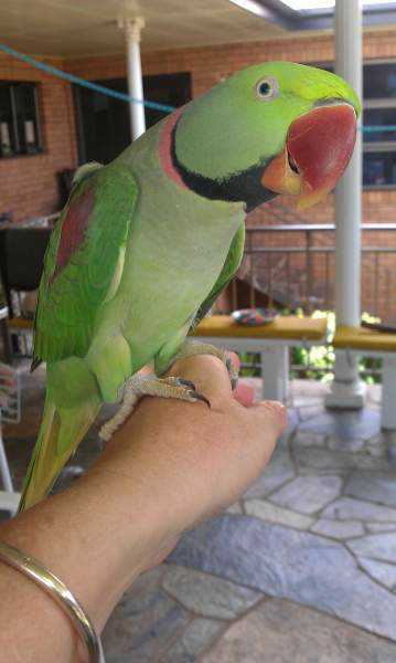Lost - Alexandrine - Benny