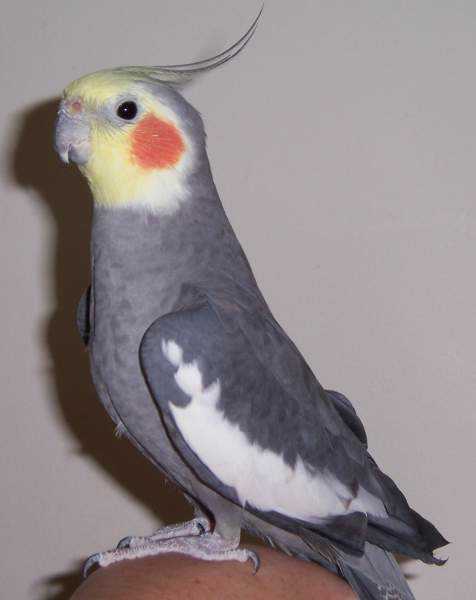 Lost - Cockatiel - Jeffery