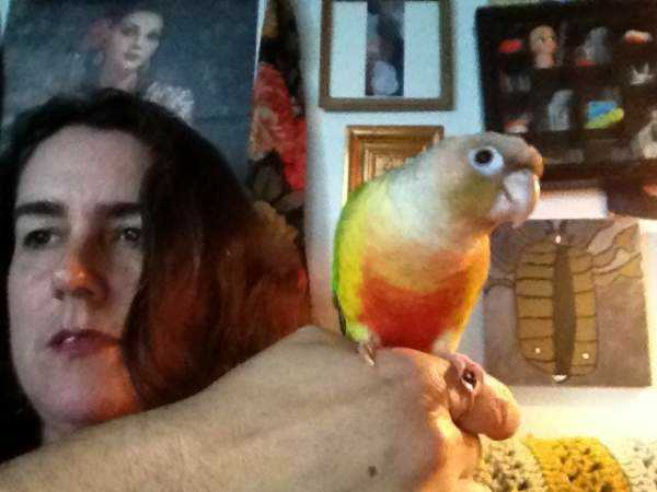 Lost - Conure - Mango