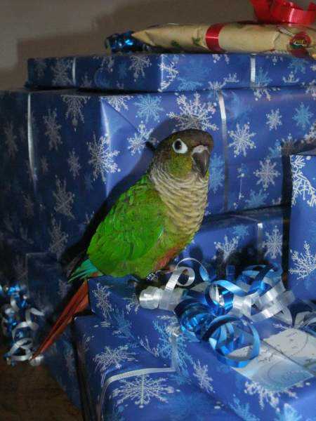 Lost - Conure - Gandalf
