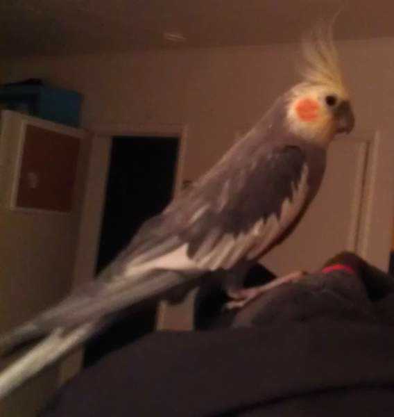 Lost - Cockatiel - Beaker