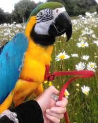 Macaw Harness