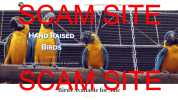 SCAM ALERT - prestigebirdfarms.com - Prestige Parrot farm