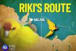 Interstate flyer Riki the Parrot Found 700kms away