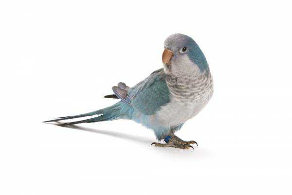 Lost Quaker Parrot / Bird Morayfield, Queensland, QLD, Australia - L24600