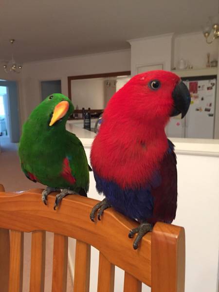 Lost Eclectus Parrot / Bird Jindalee, Western Australia, WA, Australia ...