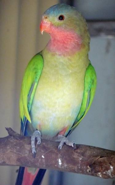 Lost Princess Parrot / Bird Carrum, Victoria, VIC, Australia - L27420