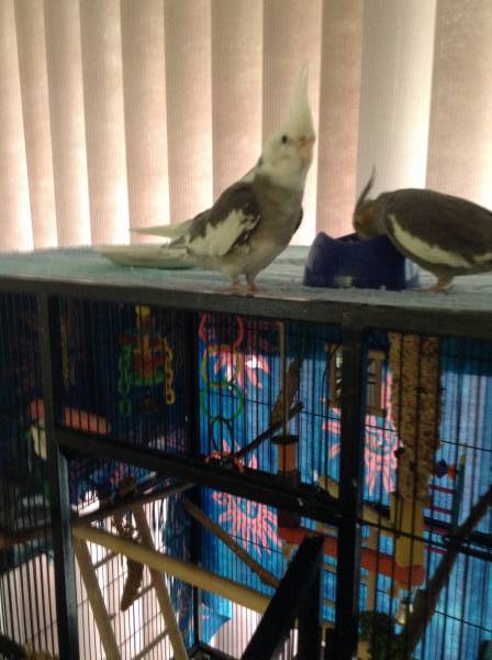 Lost Cockatiel Parrot / Bird Port Macquarie, New South Wales, NSW ...