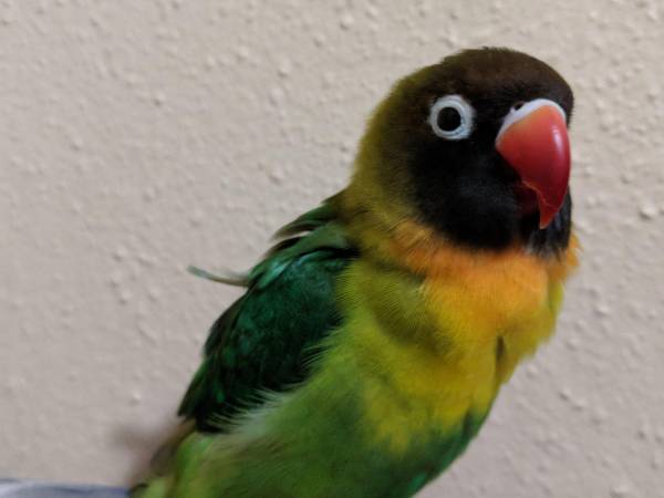 Lost Lovebird Parrot / Bird West Little River, Florida, FL, United ...