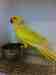 Indian Ringneck Parakeet