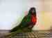 Lory / Lorikeet