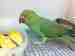 Indian Ringneck Parakeet