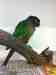 Conure