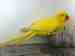 Indian Ringneck Parakeet
