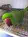 Indian Ringneck Parakeet