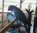 Indian Ringneck Parakeet