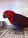 Eclectus