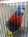 Lory / Lorikeet