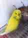 Budgerigar