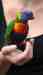 Lory / Lorikeet