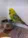 Budgerigar