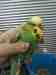 Budgerigar