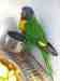 Lory / Lorikeet