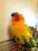 Conure