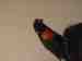 Lory / Lorikeet