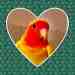 Lovebird