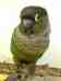 Conure