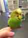 Budgerigar