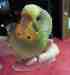 Parakeet