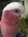 Galah Cockatoo