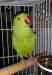 Indian Ringneck Parakeet